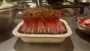 Organic Sprouts
 at Solo in Lisbon