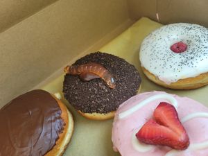 Boston Cream, Dirt Cup Doughnut, Meyer Lemon Poppy Seed, Berries 'n Cream at Strange Matter Coffee - Eastside in Lansing