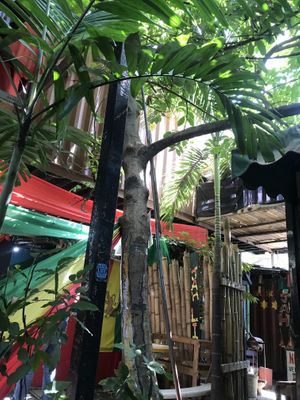 Rasta style  at Veggie Meals On Wheels - Food Truck in Kingston