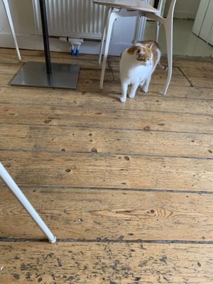 Cat at Kattencafé Balthazar in Nijmegen