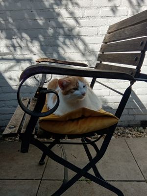 A friendly kitty in the outside seating area at Kattencafé Balthazar in Nijmegen