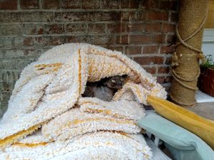 Wolfje, one of the resident cats at Kattencafé Balthazar in Nijmegen