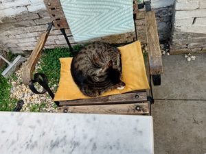One of the older cats, Tom, relaxing outside at Kattencafé Balthazar in Nijmegen