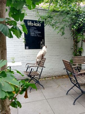 One of the two resident Ragdolls in the outside seating area (had just seen a bird!) at Kattencafé Balthazar in Nijmegen