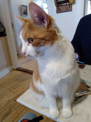Curious and friendly kitty at Kattencafé Balthazar in Nijmegen
