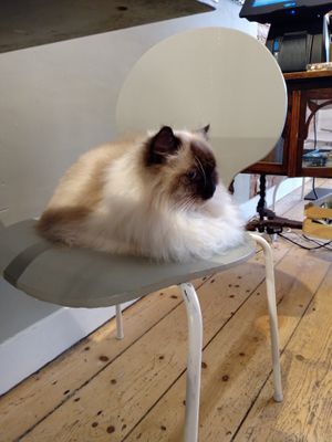 One of cats claiming a chair at Kattencafé Balthazar in Nijmegen