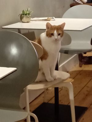 One of the Balthazar cats at Kattencafé Balthazar in Nijmegen