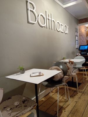 Two kitties at Kattencafé Balthazar in Nijmegen