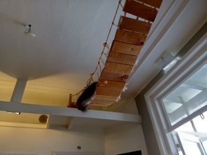 One of the cats relaxing on a kitty bridge inside at Kattencafé Balthazar in Nijmegen