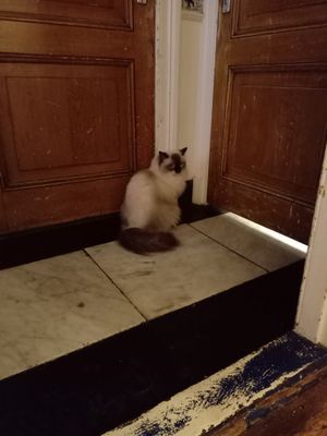 One of the Ragdoll cats waiting by a door at Kattencafé Balthazar in Nijmegen