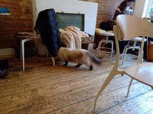 One of the Ragdoll cats exploring  at Kattencafé Balthazar in Nijmegen