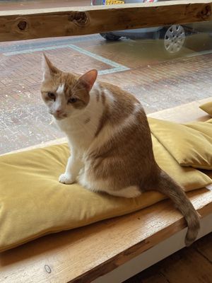   at Kattencafé Balthazar in Nijmegen