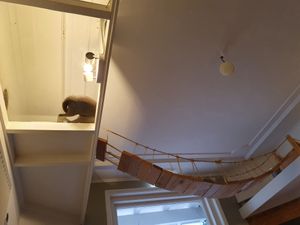 Wolfje changed position at Kattencafé Balthazar in Nijmegen