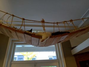  at Kattencafé Balthazar in Nijmegen