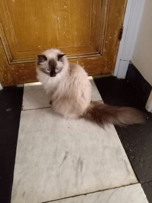  at Kattencafé Balthazar in Nijmegen