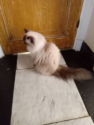  at Kattencafé Balthazar in Nijmegen