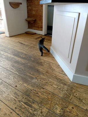  at Kattencafé Balthazar in Nijmegen