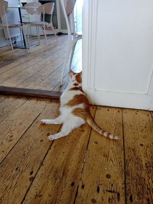  at Kattencafé Balthazar in Nijmegen