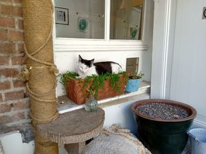  at Kattencafé Balthazar in Nijmegen