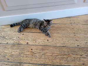  at Kattencafé Balthazar in Nijmegen