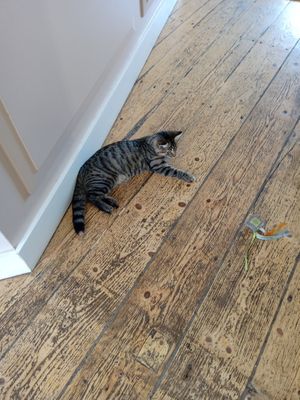  at Kattencafé Balthazar in Nijmegen