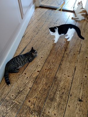  at Kattencafé Balthazar in Nijmegen