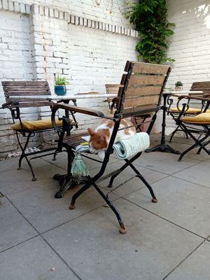  at Kattencafé Balthazar in Nijmegen