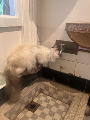 Lieve katten   at Kattencafé Balthazar in Nijmegen