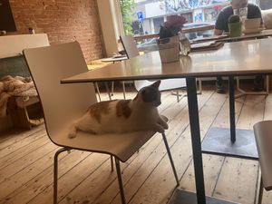 Relaxt  at Kattencafé Balthazar in Nijmegen