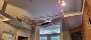  at Kattencafé Balthazar in Nijmegen