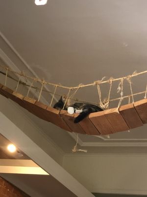   at Kattencafé Balthazar in Nijmegen