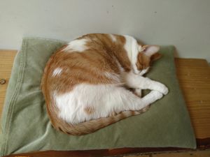 Sleeping cat "Moes" at Kattencafé Balthazar in Nijmegen