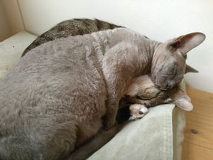 Sleeping cats: "Tom" and "Wolfje"  at Kattencafé Balthazar in Nijmegen