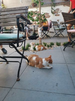 🐈 at Kattencafé Balthazar in Nijmegen