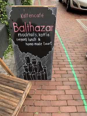 Balthazar at Kattencafé Balthazar in Nijmegen