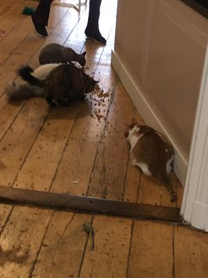 Feeding time at Kattencafé Balthazar in Nijmegen