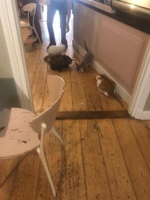 Cats at Kattencafé Balthazar in Nijmegen