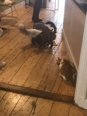 More cats at Kattencafé Balthazar in Nijmegen