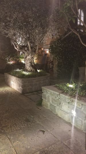 Olive trees greet you at Villa Maria in Ravello