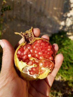 The pomigranates are ready. at Petra Fig Tree Villa in Wadi Musa