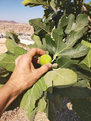 Picking the delicious figs, with the view on the Petra mountains. at Petra Fig Tree Villa in Wadi Musa