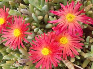 Bloemen in de tuin at Petra Fig Tree Villa in Wadi Musa