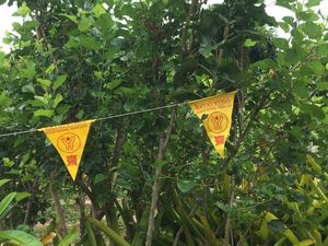 Organic berries  at Suan Eakaparp Vegetarian - สวนเอกภาพ อาหารเจ素食餐廳 in Pattaya