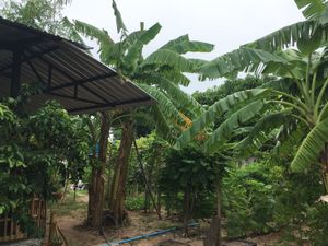 Organic garden at Suan Eakaparp Vegetarian - สวนเอกภาพ อาหารเจ素食餐廳 in Pattaya