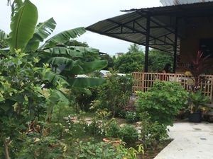 Organic garden at Suan Eakaparp Vegetarian - สวนเอกภาพ อาหารเจ素食餐廳 in Pattaya