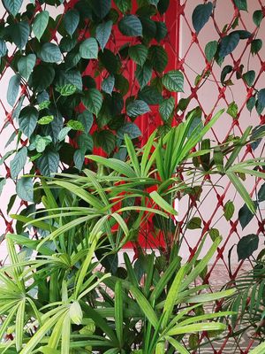 Ambiente de quinta lindo, comida saborosa e preço justo at Papoula in Joao Pessoa
