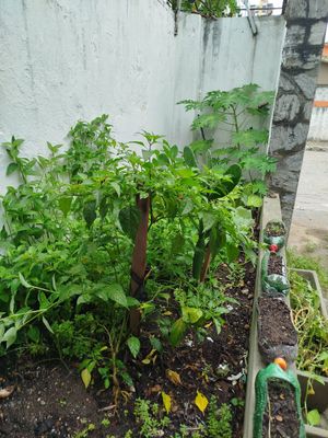  at Papoula in Joao Pessoa