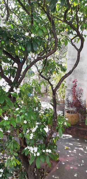 Entrada at Papoula in Joao Pessoa