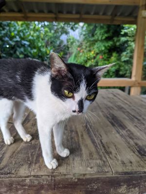  at Tao Guesthouse in Kasi