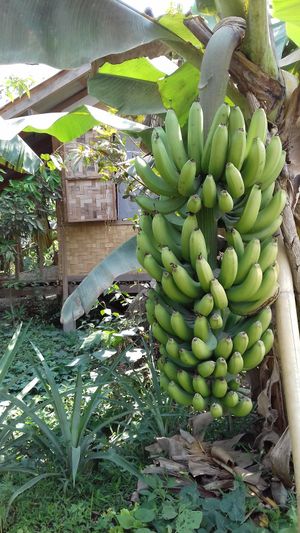 Tao guesthouse's bananas at Tao Guesthouse in Kasi